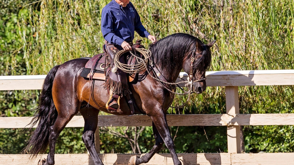 Get Engaged! How Any Horse Can Develop Beautiful, Balanced Forward Motion