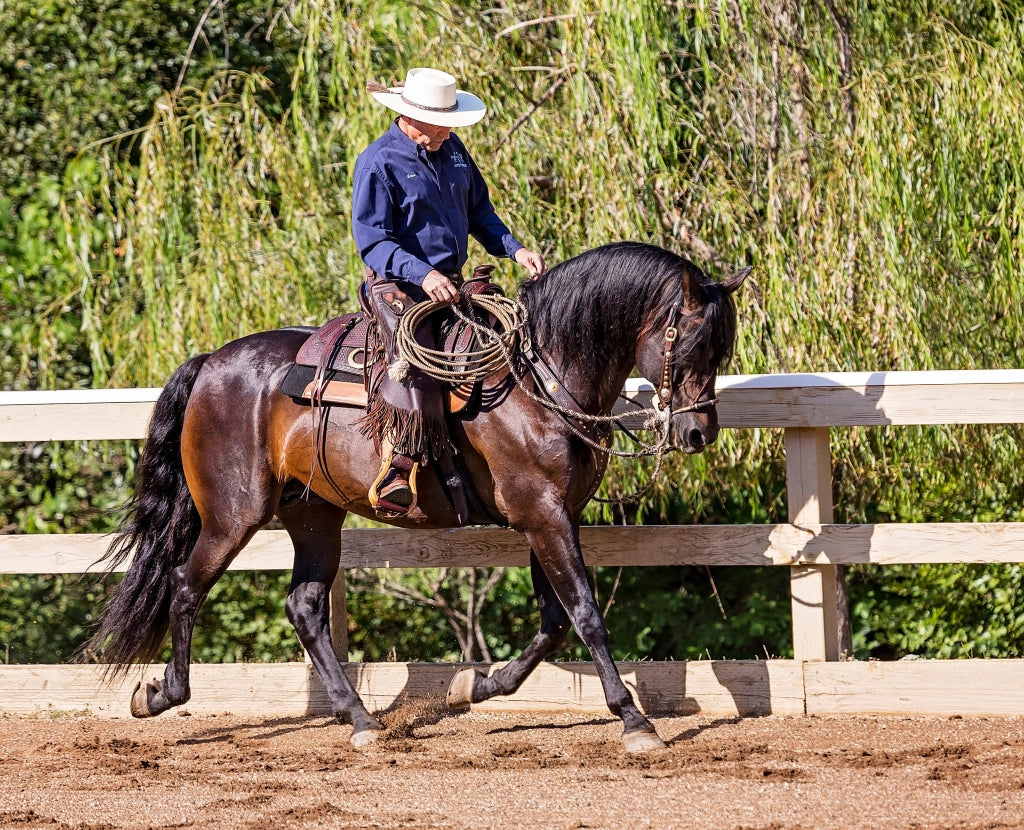 Get Engaged! How Any Horse Can Develop Beautiful, Balanced Forward Motion