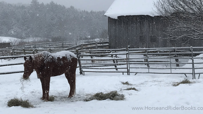 3 Tips for Cold Weather Feeding for Your Horse