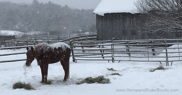 3 Tips for Cold Weather Feeding for Your Horse