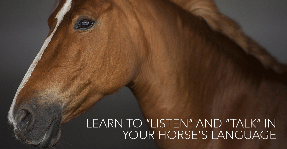 Horses in Translation: Essential Lessons in Horse Speak
