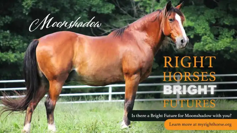 Moonshadow Is Looking for a Home