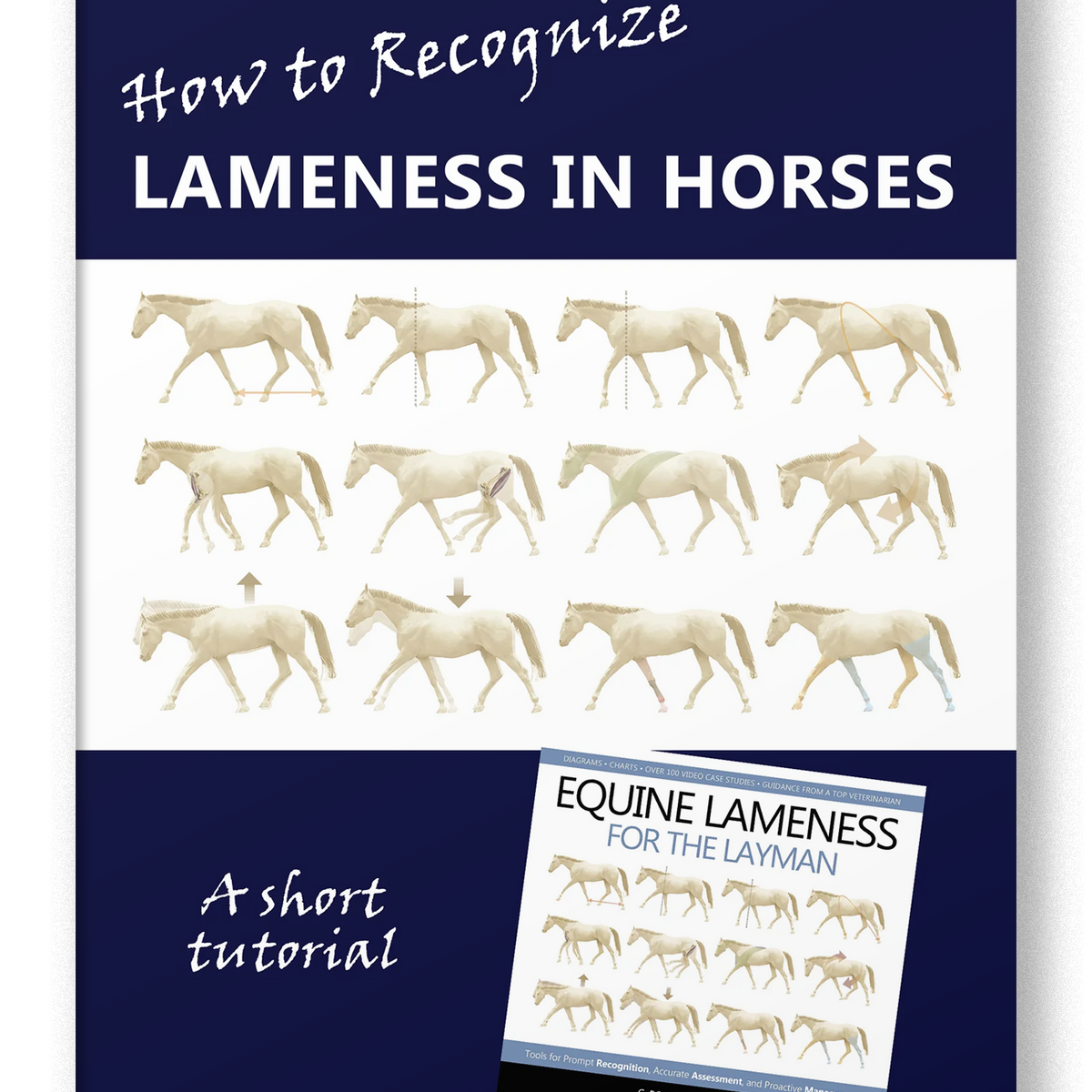 How to Recognize Lameness in Horses (Streaming Video) – Trafalgar ...